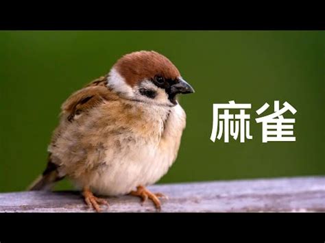 家裡飛來麻雀|【家裡飛進麻雀】家裡飛進麻雀！風水大解析，暗示了什麼美好的。